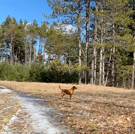 Davis Tract Off Leash Trail