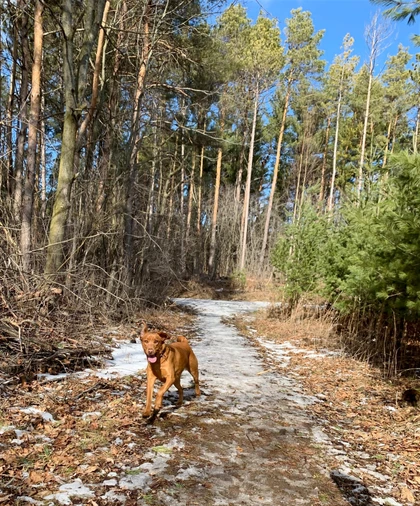 Davis Tract Off Leash Trail