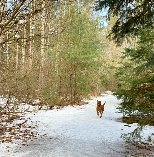 Davis Tract Off Leash Trail