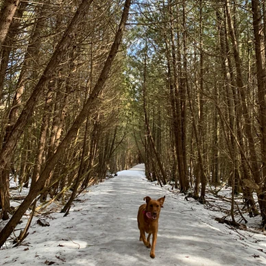 Davis Tract Off Leash Trail