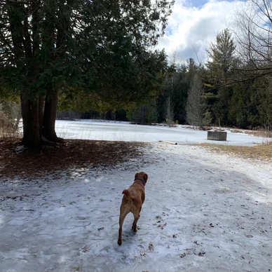 Davis Tract Off Leash Trail