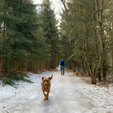 Davis Tract Off Leash Trail