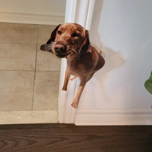 Large pictures of Nala, Nyx & Maze