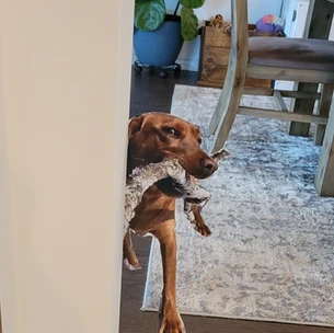 Large picture of Nala