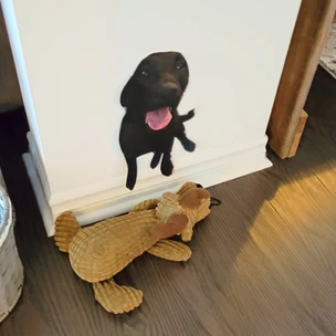 Large picture of Nyx